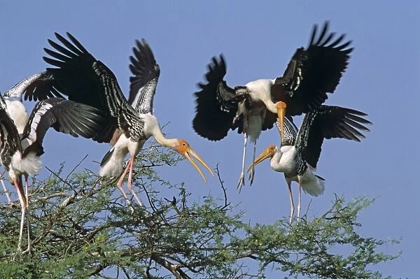 Painted Storks fighting for nesting site, Keoladeo National Park, India