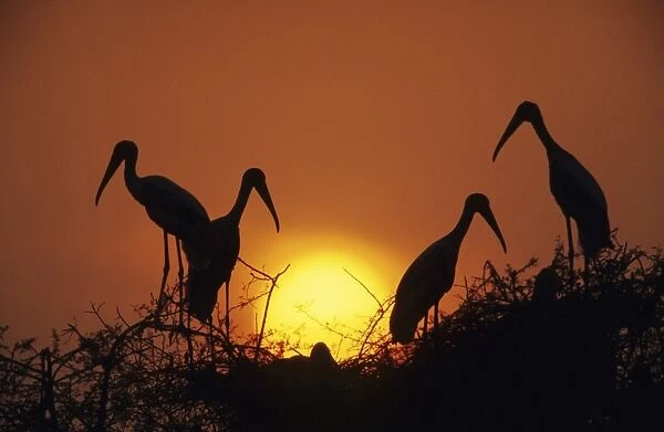 Painted Storks - at nest at sunset Keoladeo National Park, India