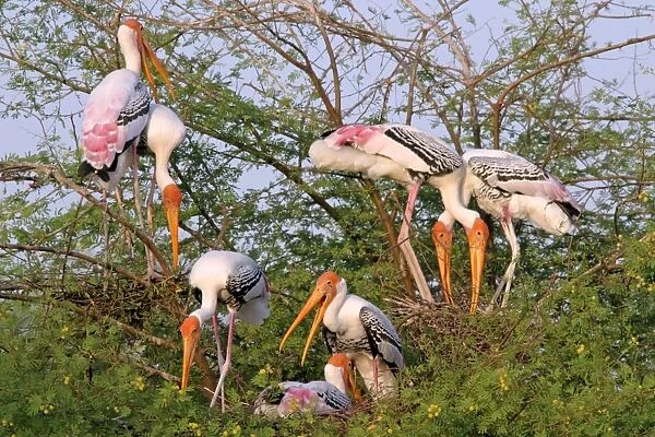 Painted Storks nesting colony - Keoladeo Ghana N. P. Bharatpur, Rajasthan, India