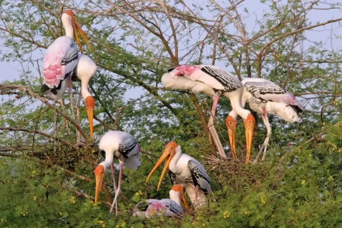 Framed Print : Painted Storks nesting colony - Keoladeo Ghana N. P. Bharatpur, Rajasthan, India Framed Print : Painted Storks nesting colony - Keoladeo Ghana N. P. Bharatpur, Rajasthan, India