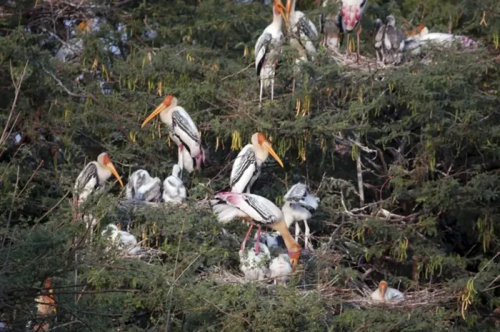 Framed Print : Painted storks nesting. India Framed Print : Painted storks nesting. India