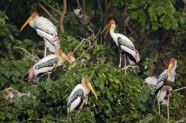 Painted storks nesting. India