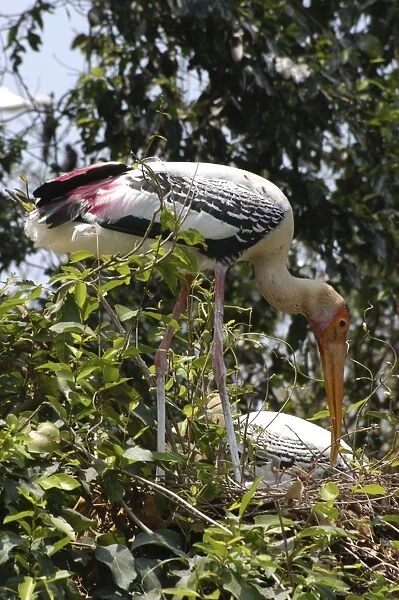 Painted storks nesting. India