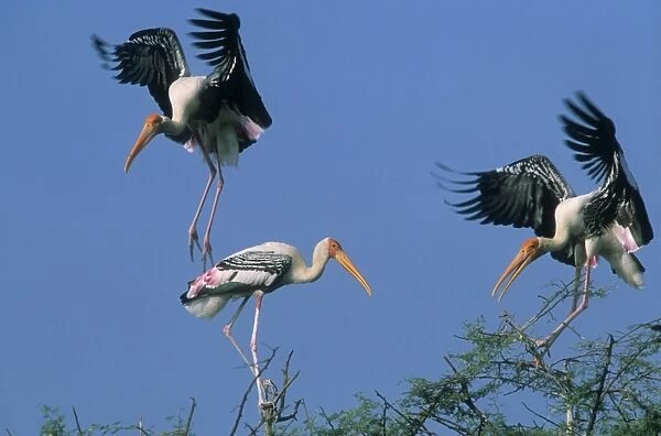 Painted Storks In trees fighting. Keoladeo National Park, India