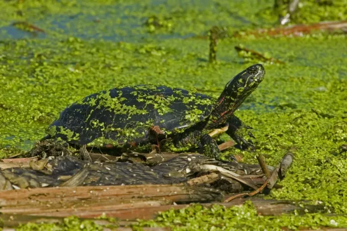 Framed Print : Painted Turtle - New York, USA - An aquatic turtle that freguents ponds-marshes-small lakes-ditches and streams where water is quiet or sluggish and the bottom sandy or muddy - Often seen sunning on mudbanks-logs or rocks near water - Eats aquatic Framed Print : Painted Turtle - New York, USA - An aquatic turtle that freguents ponds-marshes-small lakes-ditches and streams where water is quiet or sluggish and the bottom sandy or muddy - Often seen sunning on mudbanks-logs or rocks near water - Eats aquatic