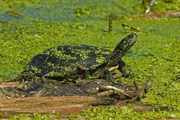 Painted Turtle - New York, USA - An aquatic turtle that freguents ponds-marshes-small lakes-ditches and streams where water is quiet or sluggish and the bottom sandy or muddy - Often seen sunning on mudbanks-logs or rocks near water - Eats aquatic