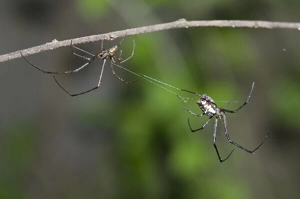Pair of Big-Bellied Tylorida Spiders on web and branch - Klungkung, Bali, Indonesia Date: 05-Nov-04