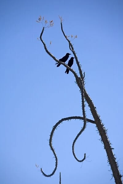 Pair of common ravens perched in a boojum tree. West coast of Baja California