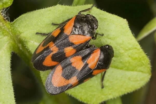 A pair of Froghoppers (Cercopis vulnerata) on leaf. Common in UK