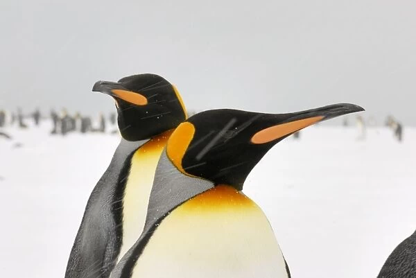 Pair of King Penguins in blizzard - South Georgia, Antarctica