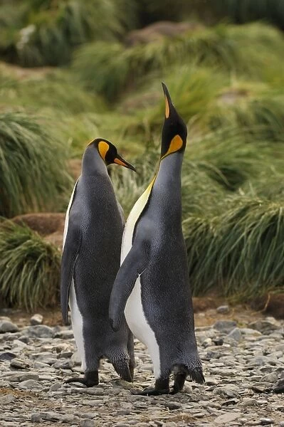 Pair of King Penguins - Gold Harbour, South Georgia, Antarctica