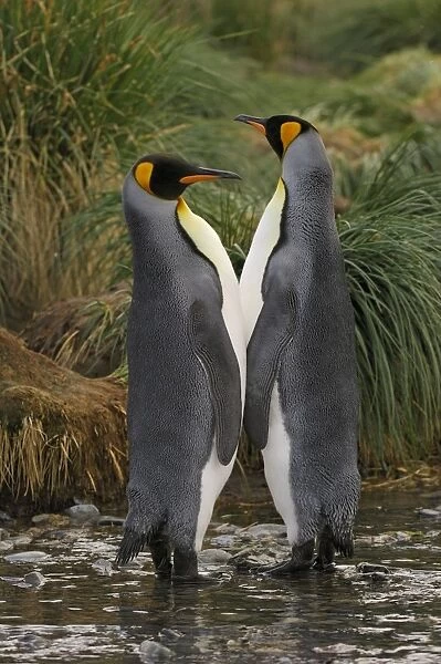 Pair of King Penguins. Gold Harbour - South Georgia - Antarctica