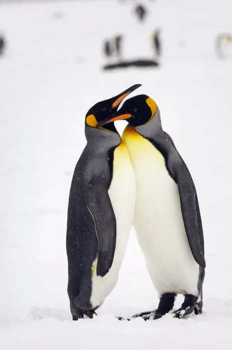 Framed Print : Pair of King Penguins - South Georgia - Antarctica Framed Print : Pair of King Penguins - South Georgia - Antarctica
