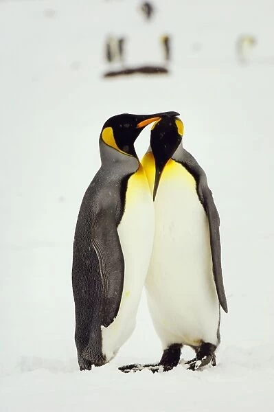 Pair of King Penguins - South Georgia - Antarctica