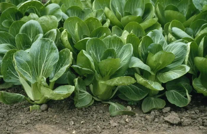 Framed Print : Pak Choi. SGi-5661a. PAK CHOI - WHITE CELERY MUSTARD Framed Print : Pak Choi. SGi-5661a. PAK CHOI - WHITE CELERY MUSTARD