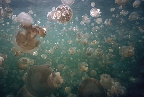 Palau Jellyfish - Jellyfish lake in the hills of Palau is home to millions of freshwater jellyfish they follow the sun which is necessary for then to synthesize their food Palau