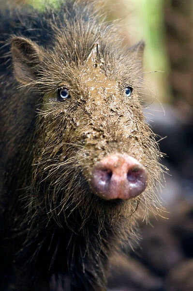 Palawan Bearded Pig - young - Formerly a subspecies of Sus barbatus now considered a separate species. Sabang, Palawan, Philippines. February. Ph41. 1230