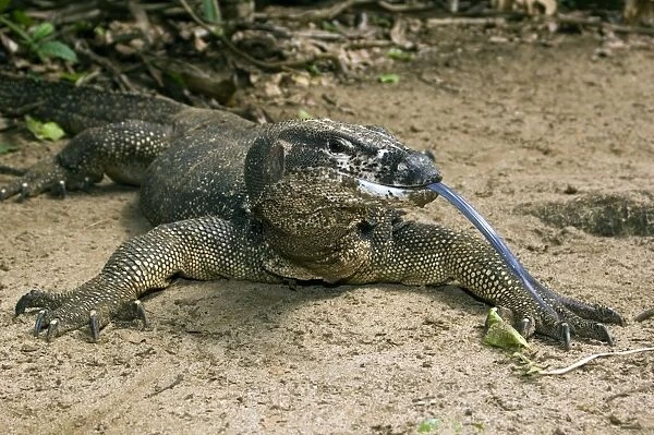 Palawan Monitor Lizard - rests on a path with its tongue outstretched (the tongue has a highly developed olfactory sense) to smell 'a visitor' - A former subspecies of Varanus salvator now considered as a part of same-name complex of