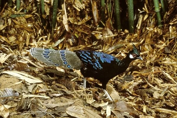 Palawan Peacock-Pheasant - Male, Palawan, Philippines, endemic to Palawan I. Philippines JPF37128