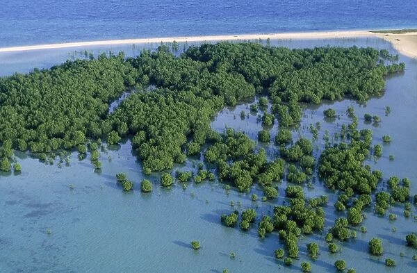 Palawan Philippines - mangrove Honda Bay near Puerto Princesa