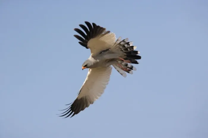 Framed Print : Pale Chanting Goshawk (Melierax canorus) in flight, Namibia Framed Print : Pale Chanting Goshawk (Melierax canorus) in flight, Namibia