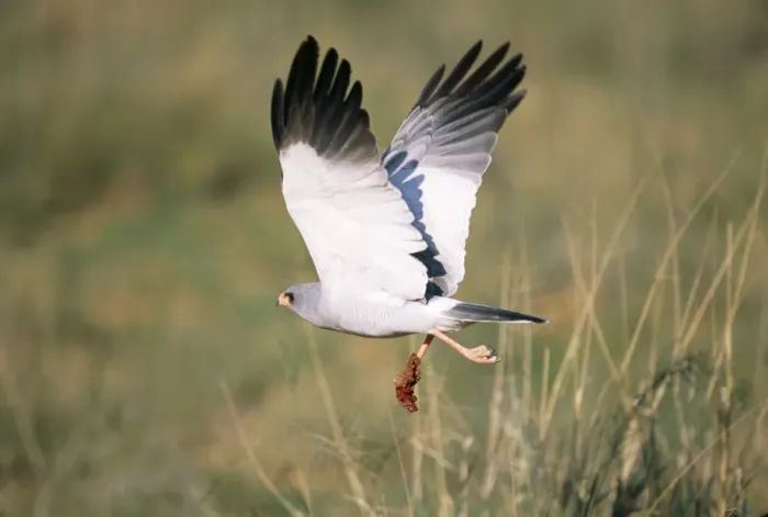 Framed Print : Pale Chanting Goshawk Namibia, Africa Framed Print : Pale Chanting Goshawk Namibia, Africa