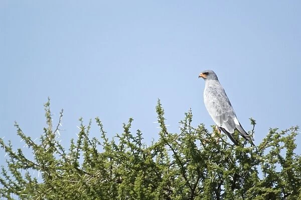 Pale Chanting Goshawk - Perched on tree - Kalahari - Botswana