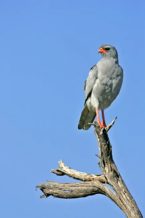 Framed Print : Pale Chanting Goshawk sitting on dead tree Etosha National Park, Namibia, Africa Framed Print : Pale Chanting Goshawk sitting on dead tree Etosha National Park, Namibia, Africa