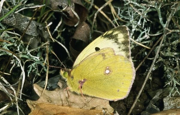 Pale Clouded Yellow Butterfly
