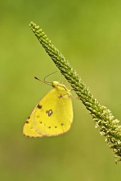 Pale clouded yellow Underside, resting on flower spike Bukk National Park Hungary