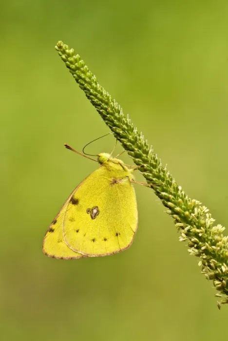 Framed Print : Pale clouded yellow Underside, resting on flower spike Bukk National Park Hungary Framed Print : Pale clouded yellow Underside, resting on flower spike Bukk National Park Hungary