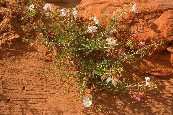 Pale  /  Pale-stemmed  /  White-stemmed Evening Primrose - growing out of a crack in a red sandstone cliff - Vermillion Cliffs, Grand Staircase Escalante National Monument, Utah, USA