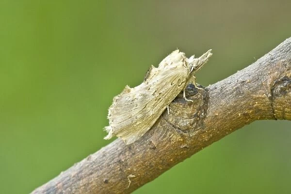 Pale Prominent Moth - Bukk National Park - Hungary