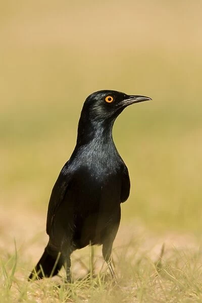 Pale Winged Starling On the ground. Namib Desert, Namibia, Africa