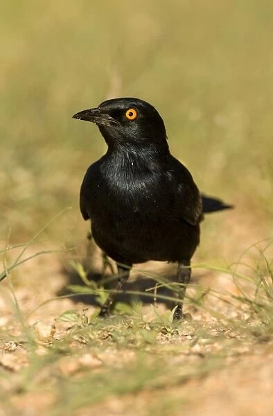 Pale Winged Starling Searching for food in the grass near the Spitzkoppe Mountain. Namib Desert, Namibia, Africa