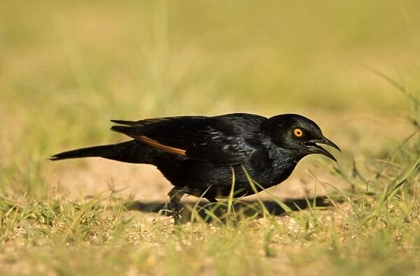 Pale Winged Starling Searching for food in the grass near the Spitzkoppe Mountain. Namib Desert, Namibia, Africa