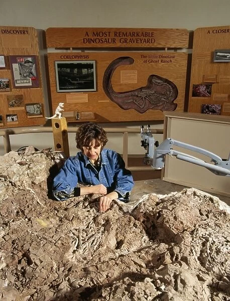 Paleontologist J. Lynett Gillette - working on