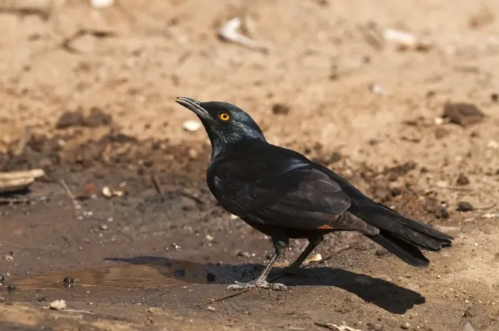 Framed Print : Palewinged starling - Drinking from puddle - Namibia Framed Print : Palewinged starling - Drinking from puddle - Namibia
