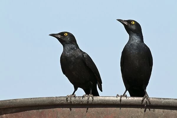 Palewinged starlings - pair on edge of water tank - Namibia