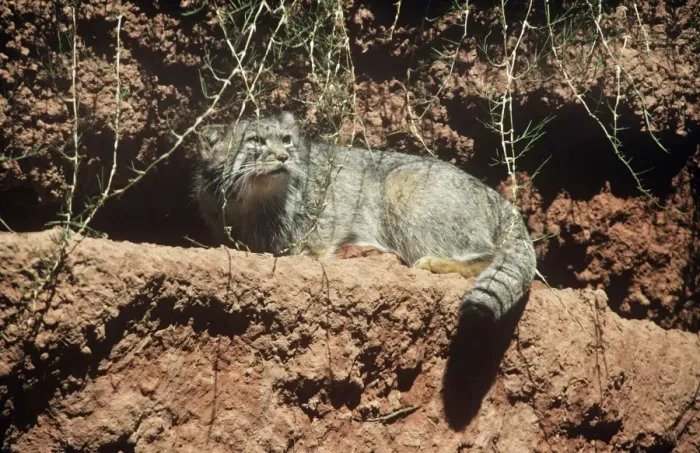 Framed Print : Pallas's Cat - also known as: Manul Previously known as: Felis manul Framed Print : Pallas's Cat - also known as: Manul Previously known as: Felis manul