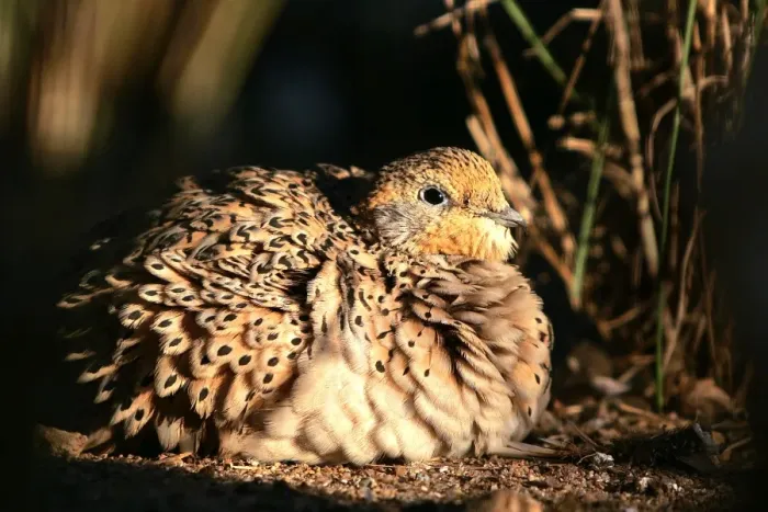 Framed Print : Pallas's Sandgrouse - female. Coto Donana National park - Spain Framed Print : Pallas's Sandgrouse - female. Coto Donana National park - Spain