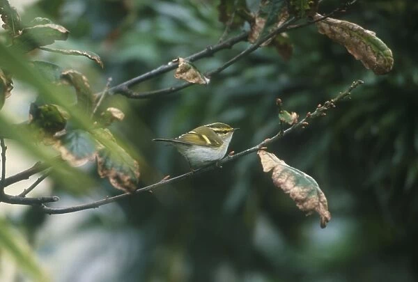 Pallas's Warbler - October Isles of Scilly