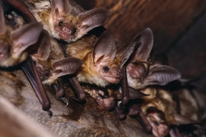 Framed Print : Pallid Bat Framed Print : Pallid Bat