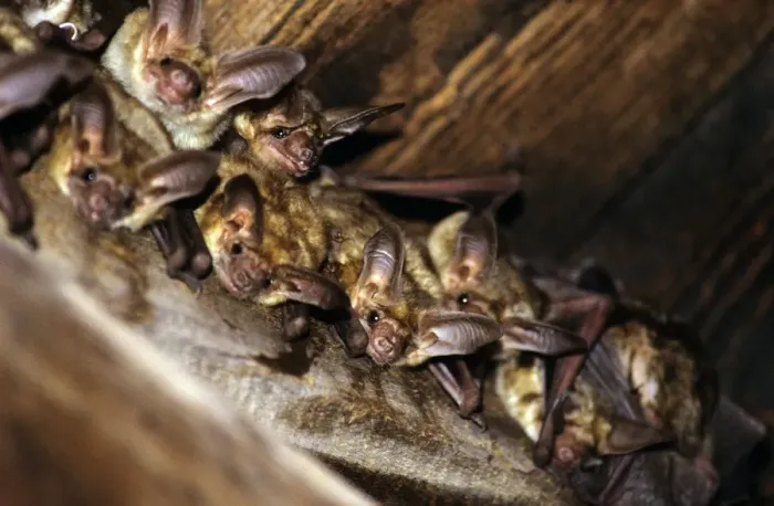 Framed Print : Pallid Bat Framed Print : Pallid Bat
