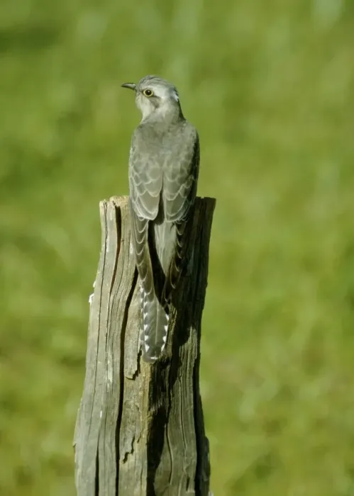 Framed Print : Pallid Cuckoo Framed Print : Pallid Cuckoo