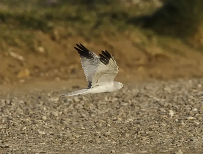 Framed Print : Pallid Harrier - male in flight - Southern Cyprus - April Framed Print : Pallid Harrier - male in flight - Southern Cyprus - April