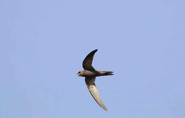 Pallid Swift - In flight. September. Southern Spain