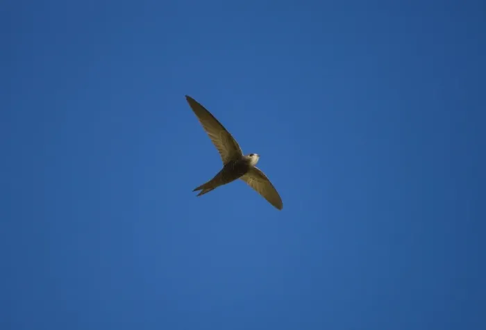 Framed Print : Pallid Swift. Ronda Spain June Framed Print : Pallid Swift. Ronda Spain June