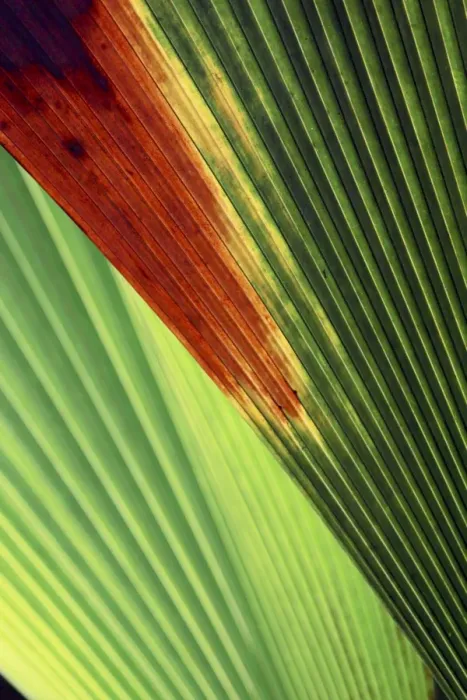 Framed Print : Palm frond - Valle de Mai National Park - Praslin - Seychelles