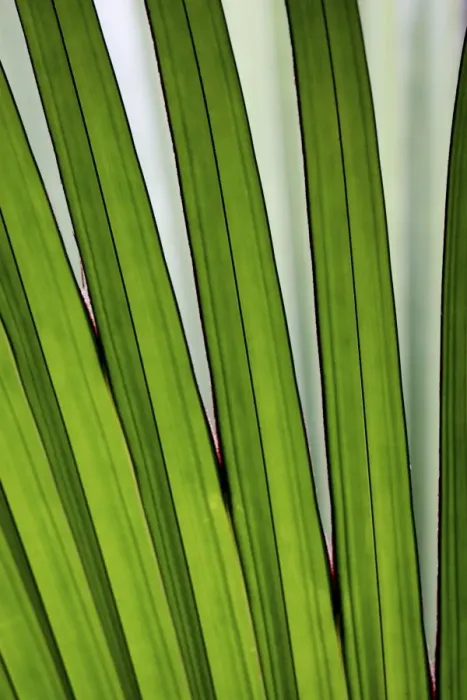 Framed Print : Palm frond - Valle de Mai National Park - Praslin - Seychelles Framed Print : Palm frond - Valle de Mai National Park - Praslin - Seychelles